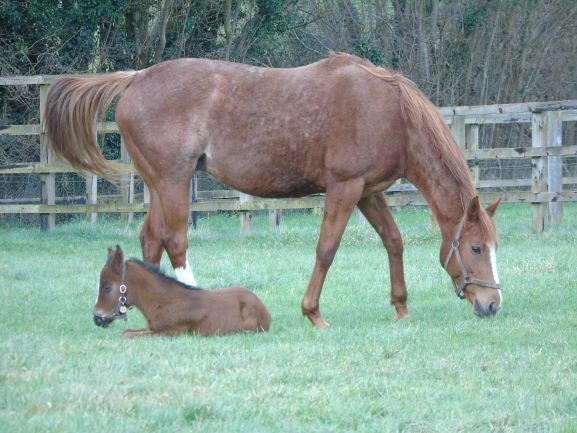2021 filly by Nathaniel